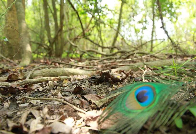 酒店 Big Game Wilpattu By Eco Team