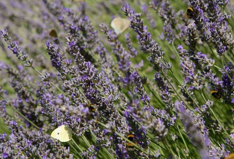 בית מלון כפרי Convento Di San Colombo