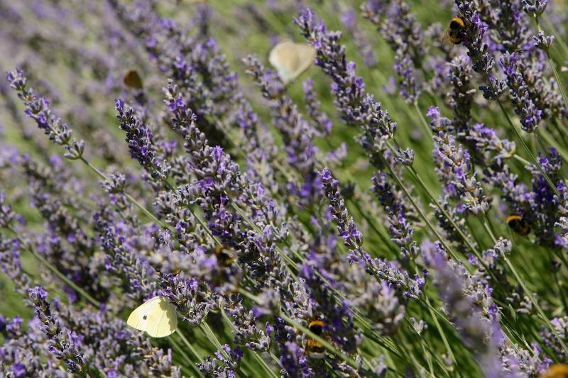 ホテル Convento Di San Colombo