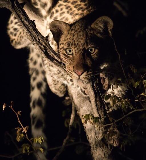 Отель Etali Safari Lodge