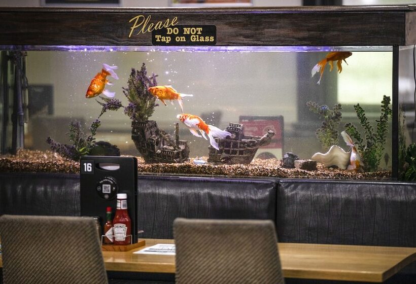 Nightcap At Federal Hotel Mt Gambier