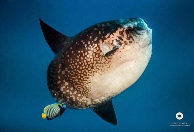 فندق Nyuh Gading Home Stay