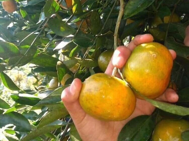 ベッドアンドブレックファースト Cabañas Junkolal