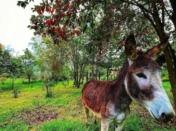 Cabaña Agrreste Bed & Breakfast