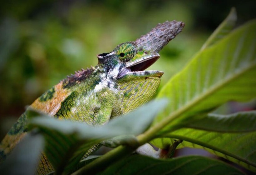 ホテル Amani Forest Camp Emau Hill