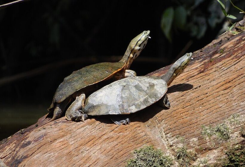 هتل Apu Napo Ecolodge