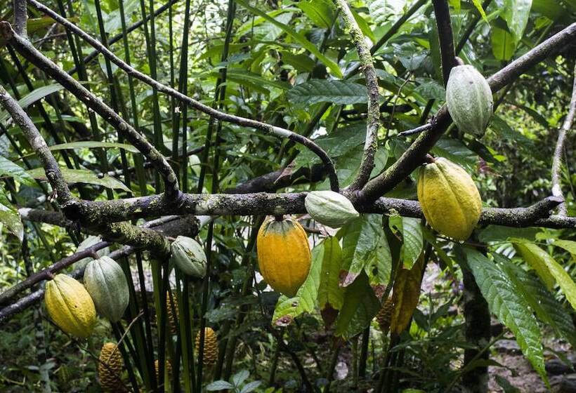 בית מלון כפרי La Loma Jungle Lodge