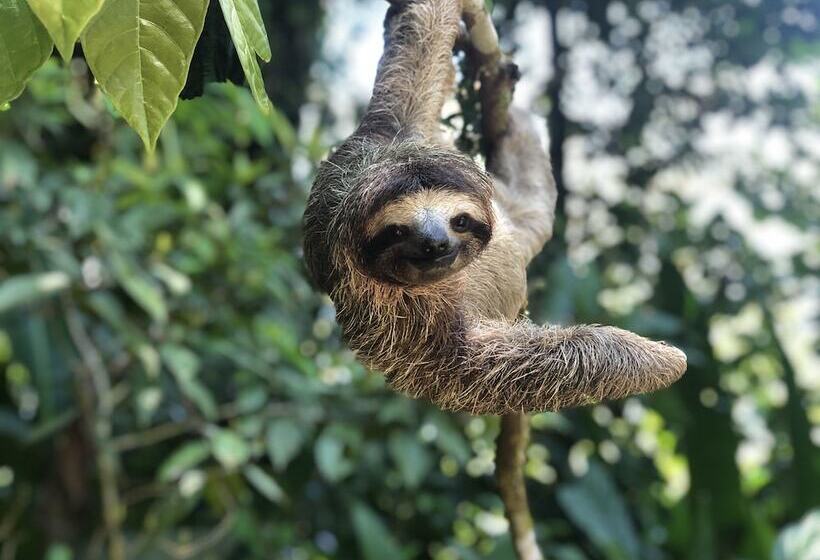 בית מלון כפרי La Loma Jungle Lodge