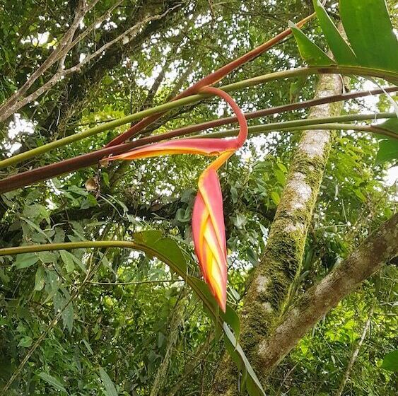 هتل La Penal Amazon Lodge