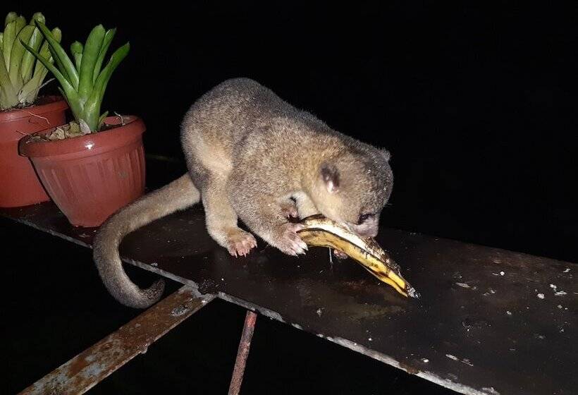 Отель Mindo Loma Bird Lodge