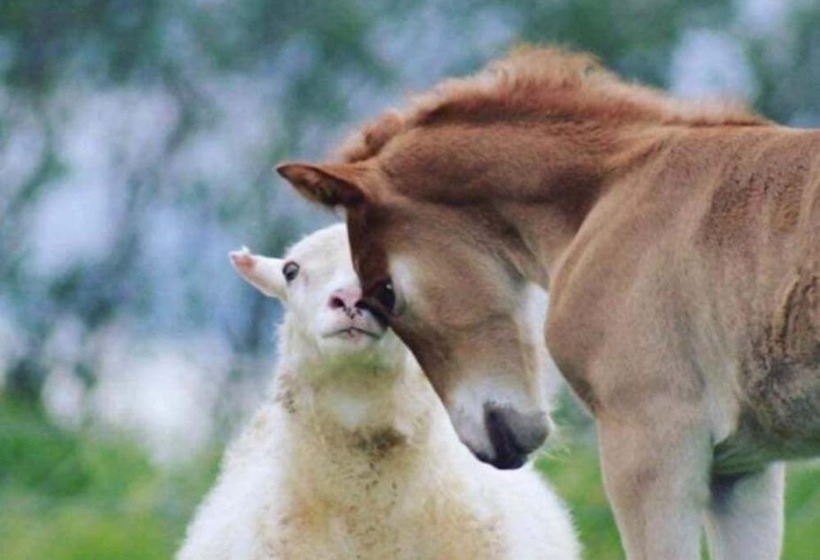 پانسیون Brúnir