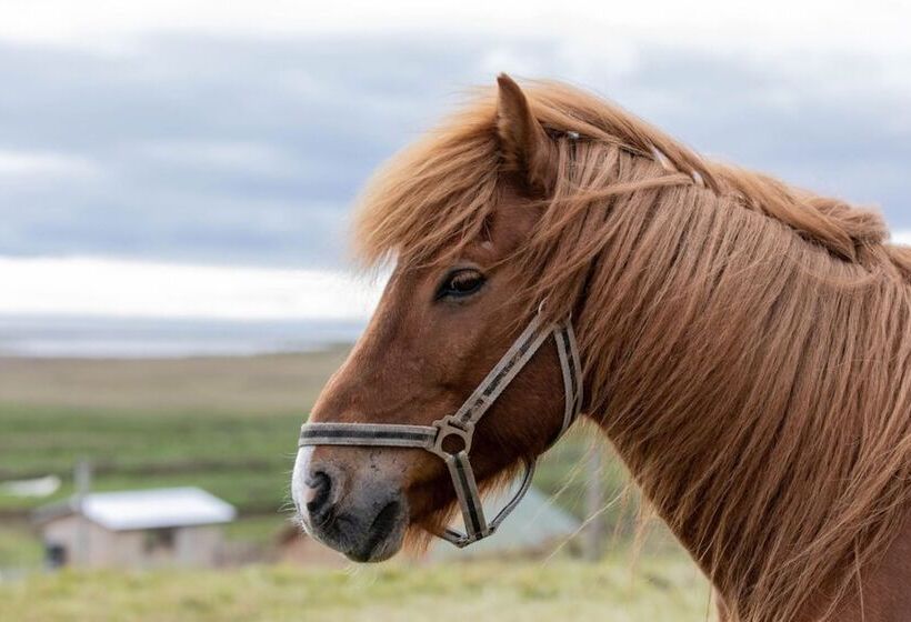 پانسیون Lysuholl