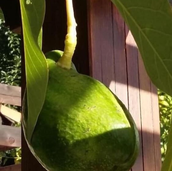 膳宿费 Sakin Vadi Winehouse