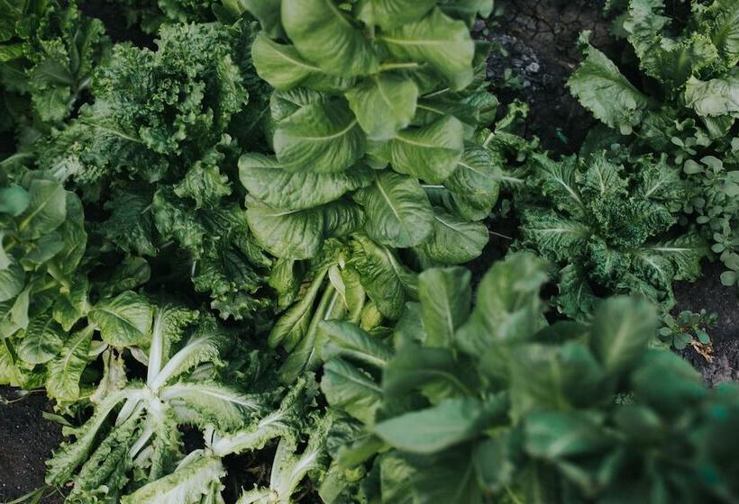 مبيت وإفطار María & Bernardo Casa   Viñedo