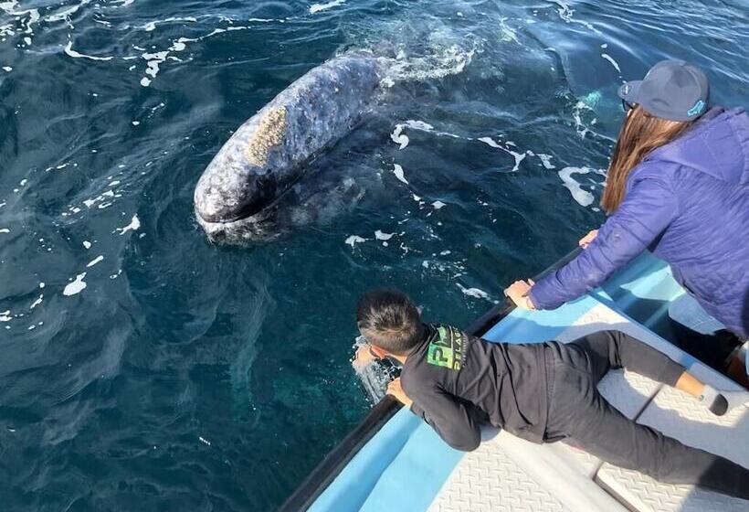 בית מלון כפרי Alcatraz