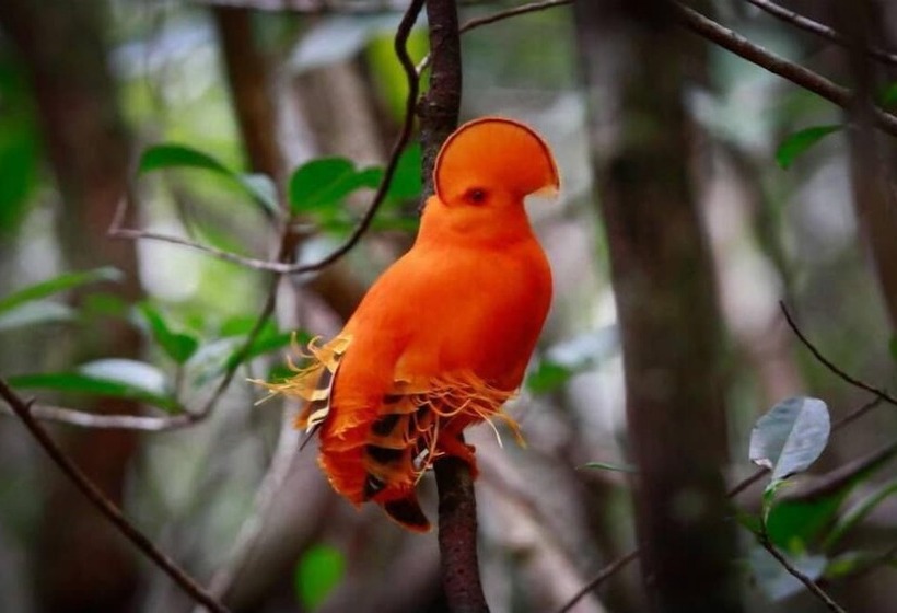 ホテル Pousada Aldeia Mari Mari Amazon Lodge