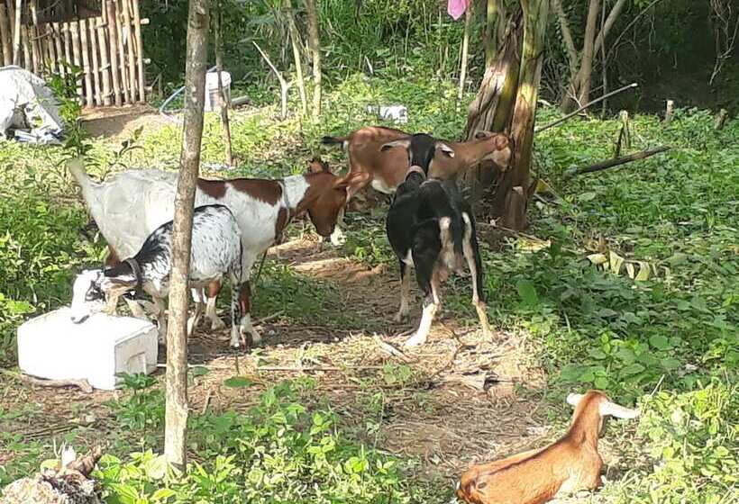 בית מלון כפרי Singalong Nature Camphill Site