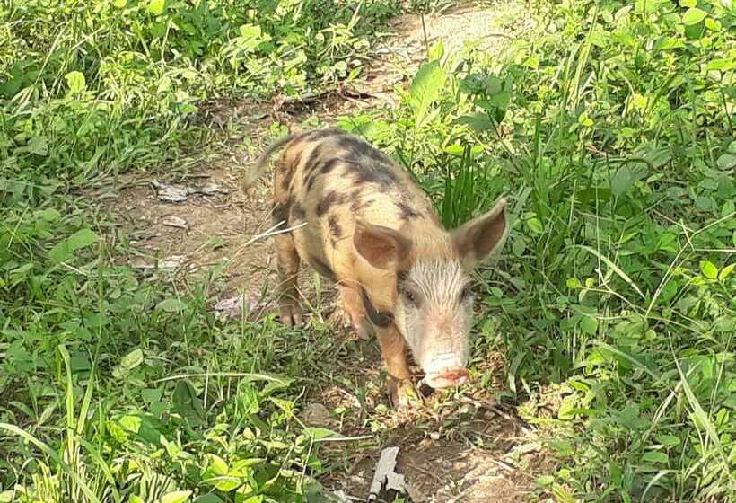 בית מלון כפרי Singalong Nature Camphill Site