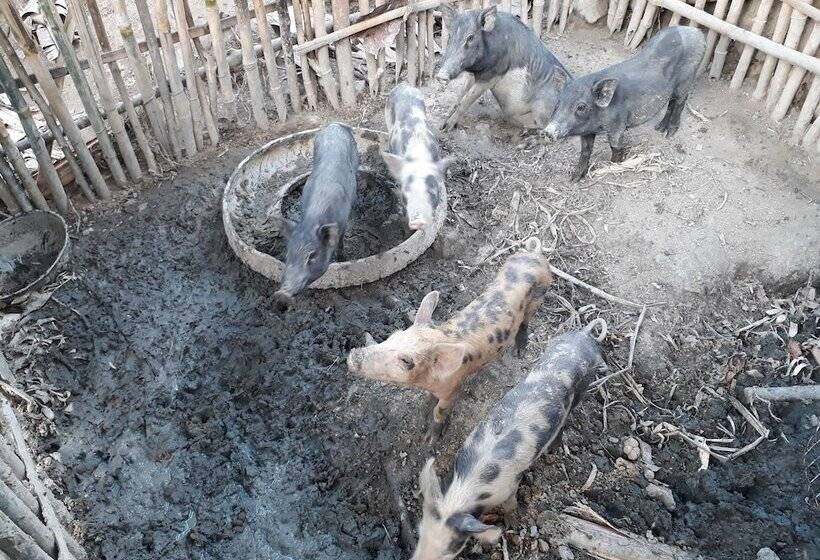 בית מלון כפרי Singalong Nature Camphill Site