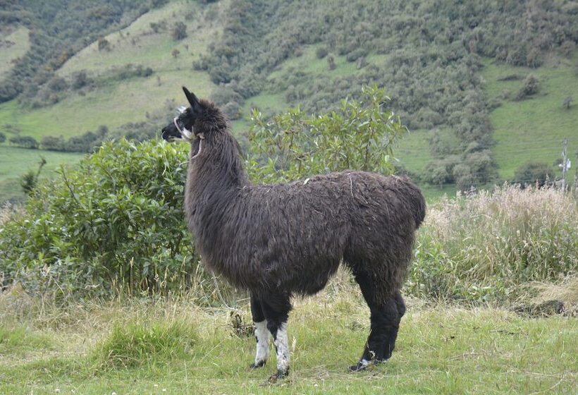 هتل Sol De Piedra Papallacta