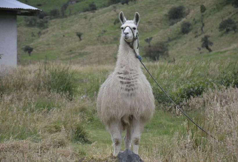 هتل Sol De Piedra Papallacta