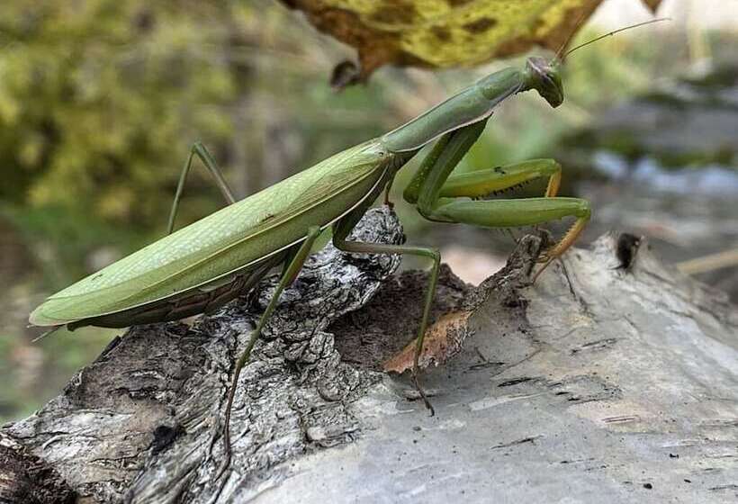 צימר Ecolodge Beauregard