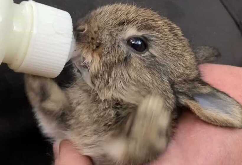 צימר Ecolodge Beauregard