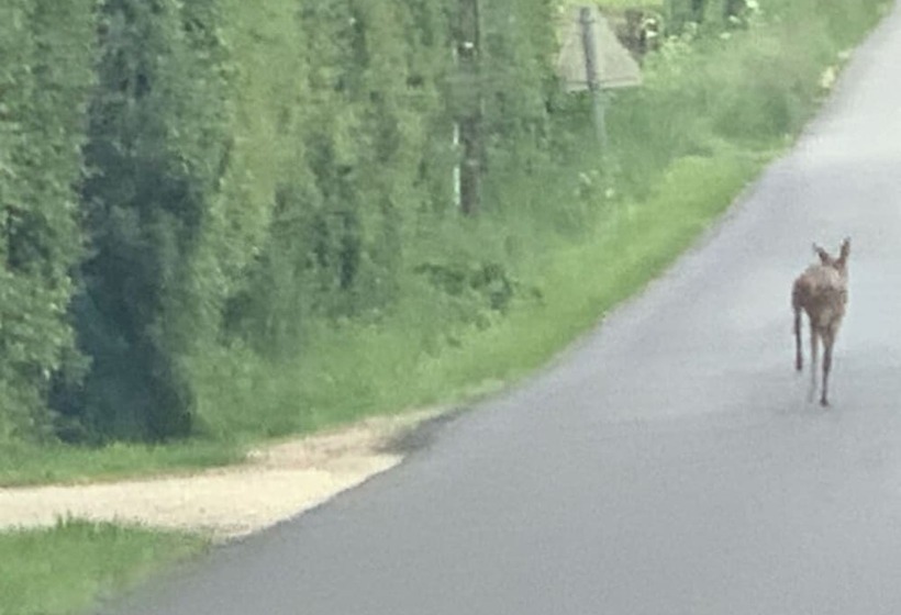 צימר Ecolodge Beauregard