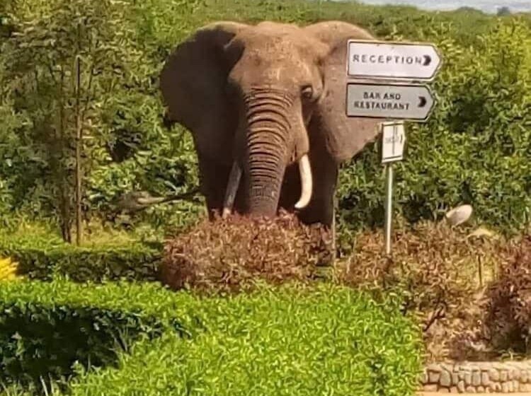 هتل Buffalo Safari Lodge