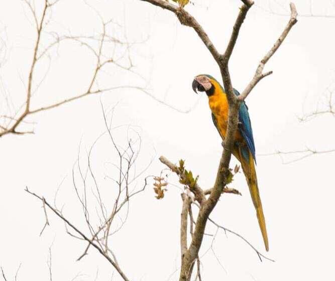 فندق Curuhuinsi Lodge