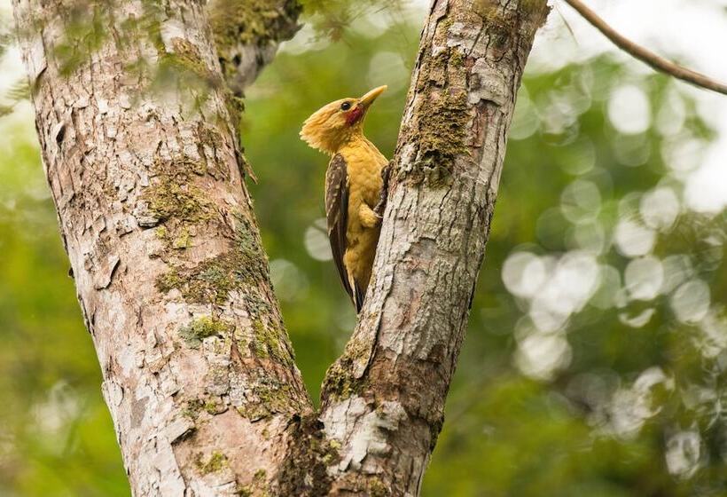 فندق Curuhuinsi Lodge