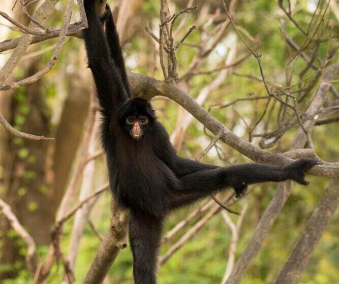 فندق Curuhuinsi Lodge