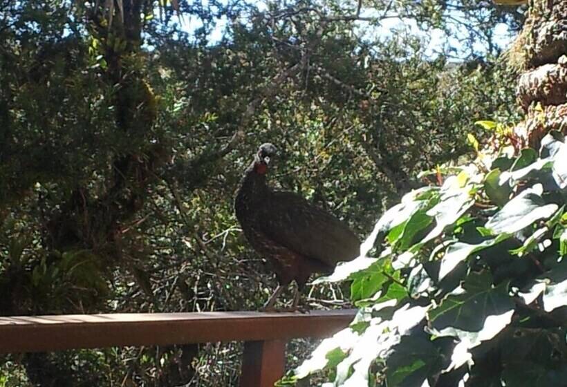 酒店 Forest Pine Inn