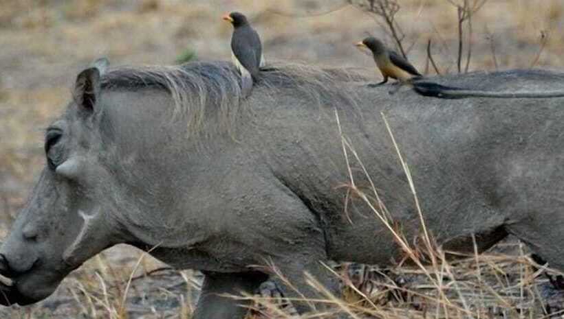 فندق Simbamwenni Lodge And Camping