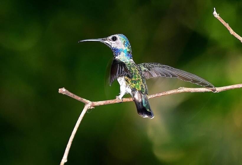 هتل Tambopata Ecolodge