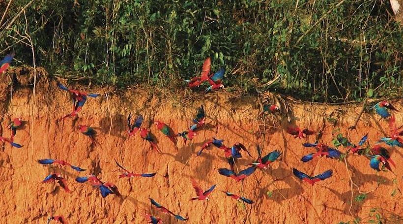 هتل Tambopata Ecolodge