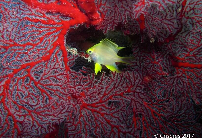호텔 Viani Bay Resort At Dive Academy Fiji