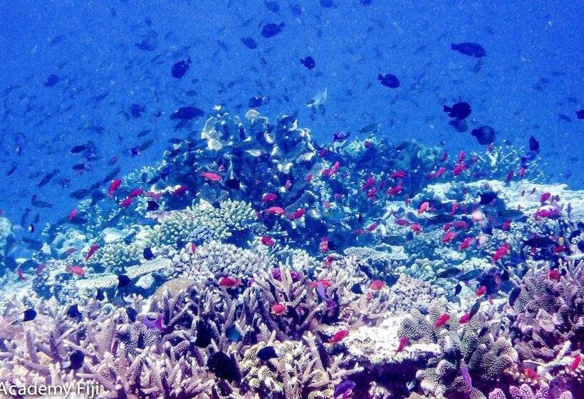 호텔 Viani Bay Resort At Dive Academy Fiji