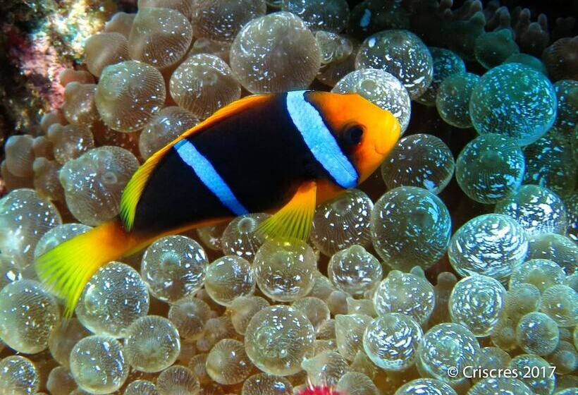 هتل Viani Bay Resort At Dive Academy Fiji