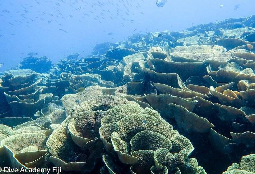 호텔 Viani Bay Resort At Dive Academy Fiji