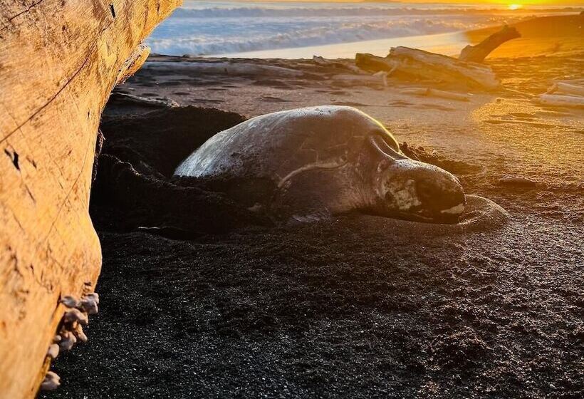 Ola Bonita Beachfront Apart