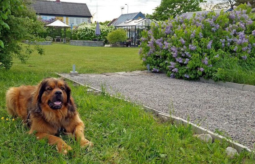 Som Hemma Gardscafe Bed & Breakfast