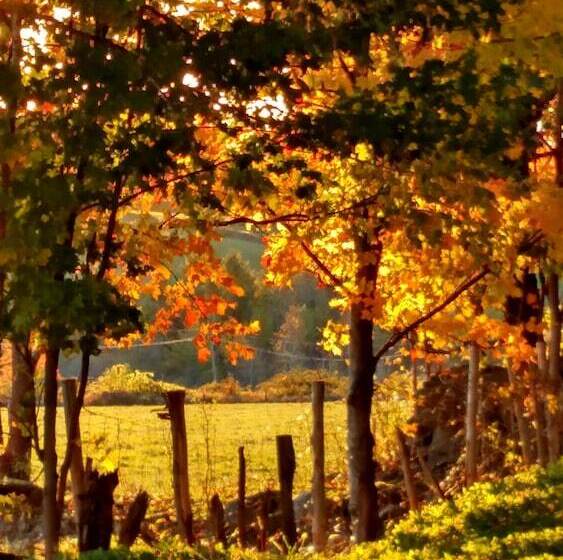 تختخواب و صبحانه The Buckmaster Inn