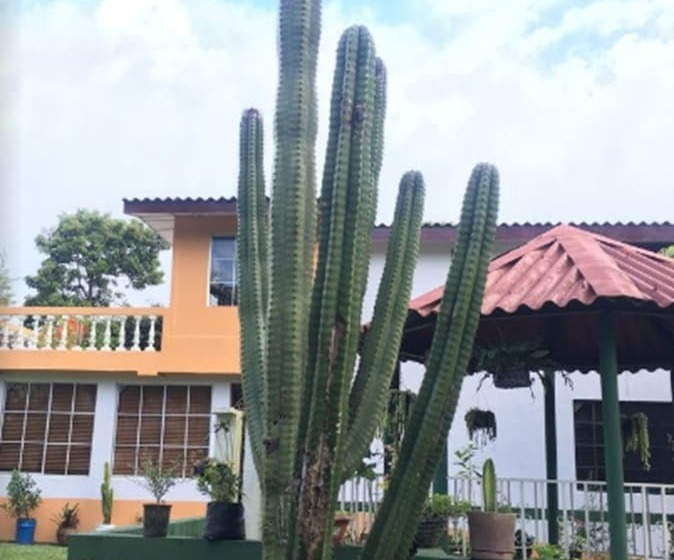 فندق فئة نجمة واحدة Los Cactus