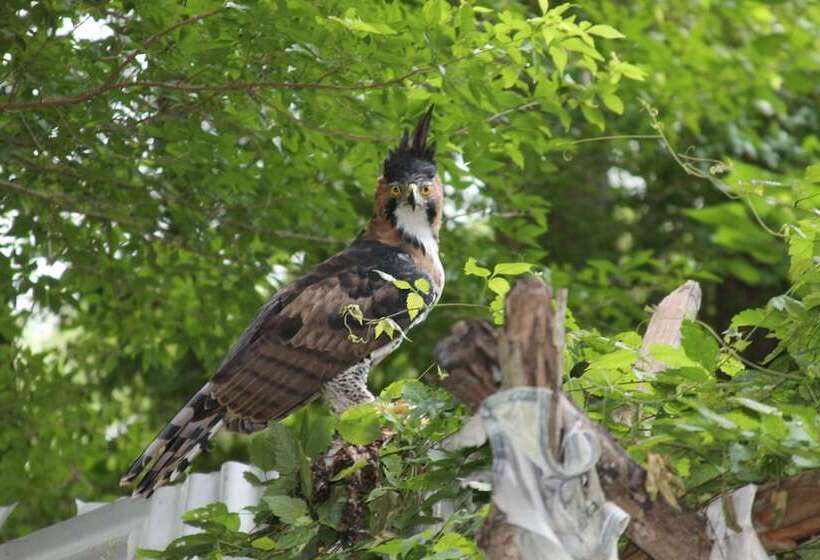 호텔 Campamento Yaaxche En Calakmul