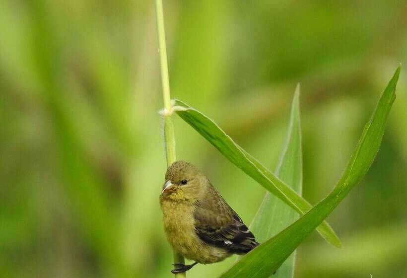 בית מלון כפרי Posada Ecoturistica Villa Rouse