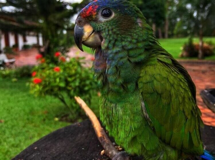 هتل Pueblito Cafetero