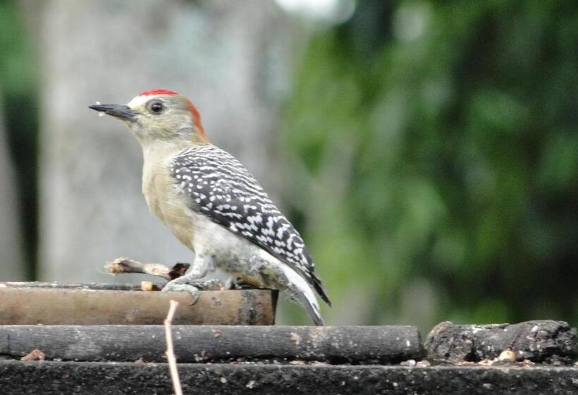 هتل Pueblito Cafetero