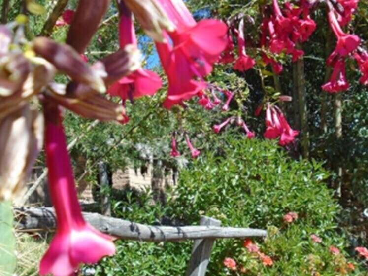 Отель Quillapata Lodge