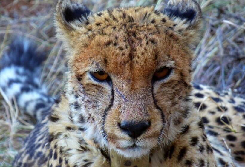 호텔 Thorn Tree Bush Camp